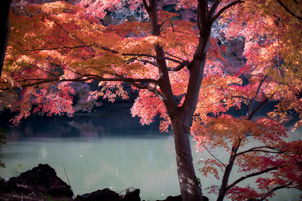 新宿御苑【下の池近辺の紅葉】②20191222