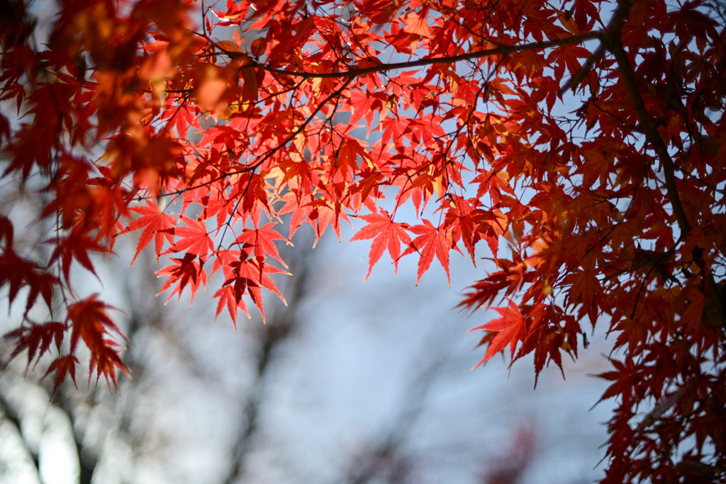神代植物公園【自由広場(南口の紅葉)】④20251130