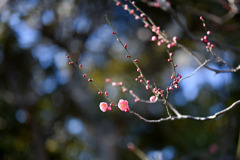 大船フラワーセンター【早咲きの梅：鴛鴦】①20260125