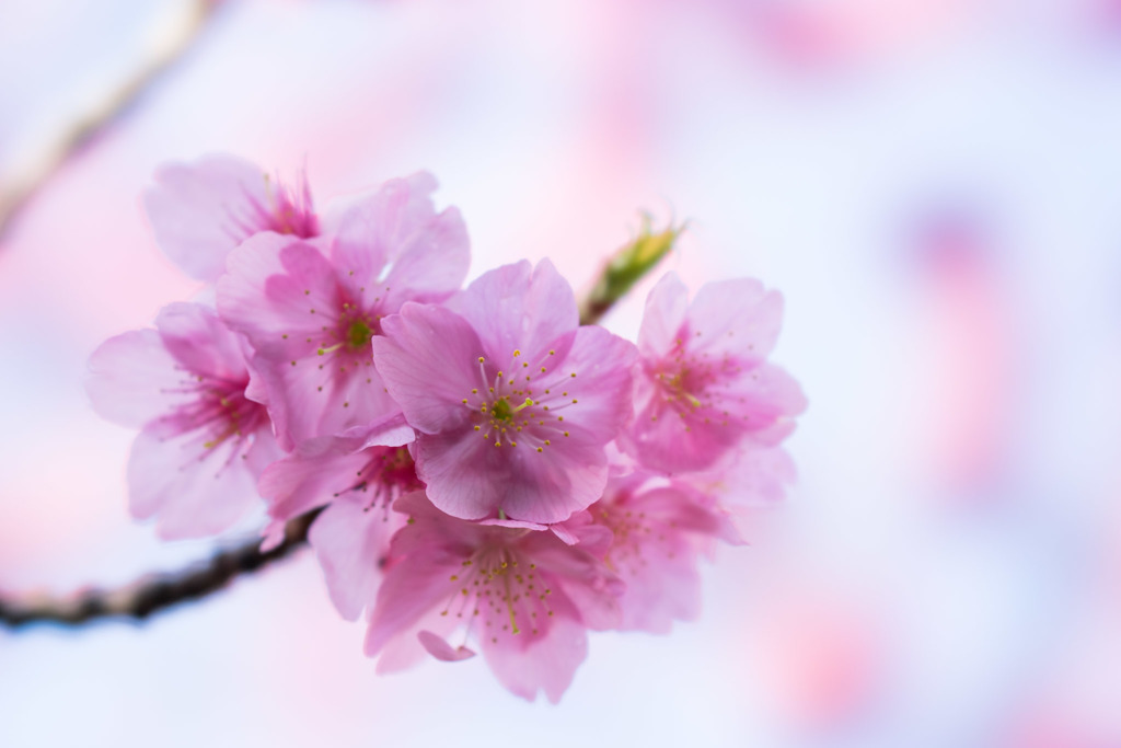 本牧山頂公園【桜：横浜緋桜】④20180324