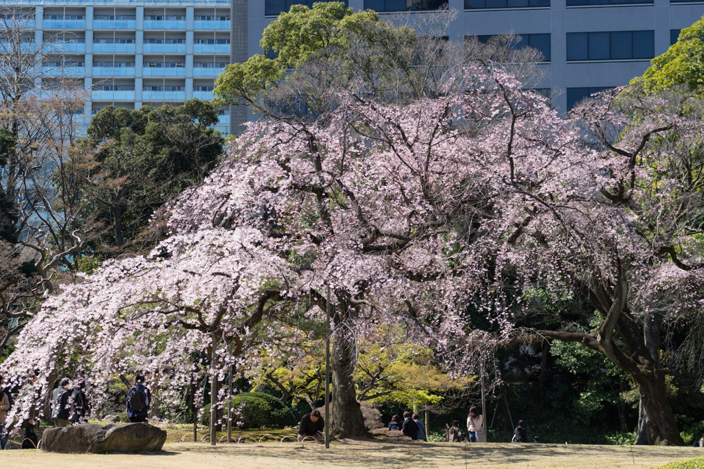 小石川後楽園【小廬山横の枝垂れ桜】20200320