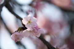 大船フラワーセンター【桜：大寒桜】②20230308
