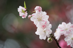 【新宿御苑(ハナモモ)】⑩20160402