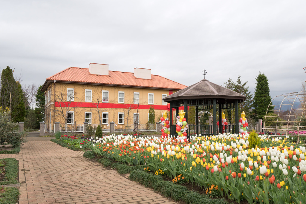 花菜ガーデン【チャペックの家のチューリップ】①20191221