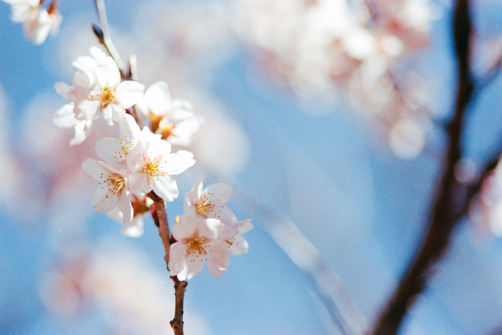 早春の神代植物公園【サクラ：東海桜】20240322銀塩NLP