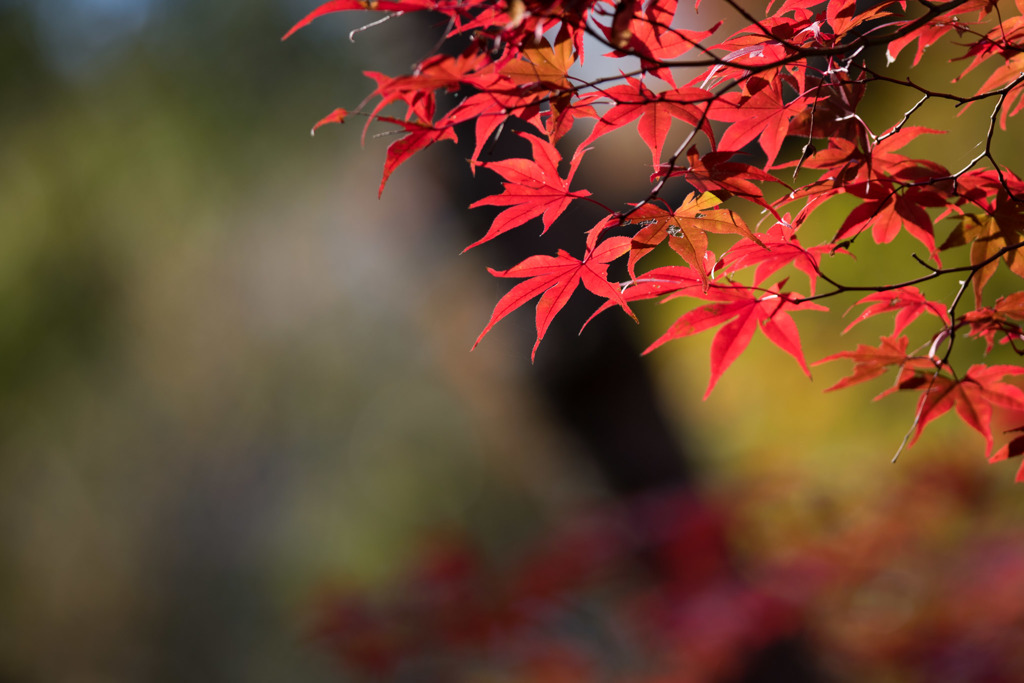 【薬師池公園(紅葉)】⑩20151121