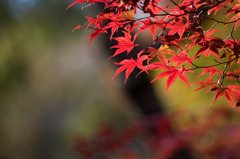 【薬師池公園(紅葉)】⑩20151121