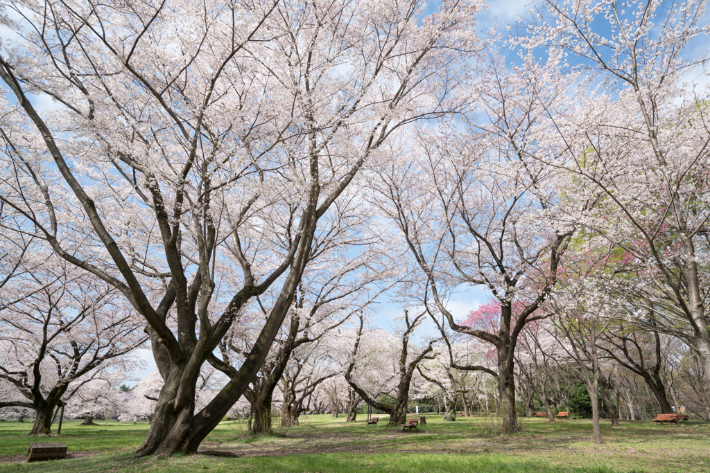 昭和記念公園【桜の園：桜林の近景】①20230329