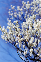 府中市郷土の森【梅の花：白加賀】②20200224