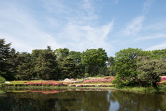 神代植物公園【つづじ園】①20190503
