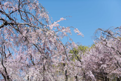 神代植物公園【八重紅枝垂桜】⑥20190413