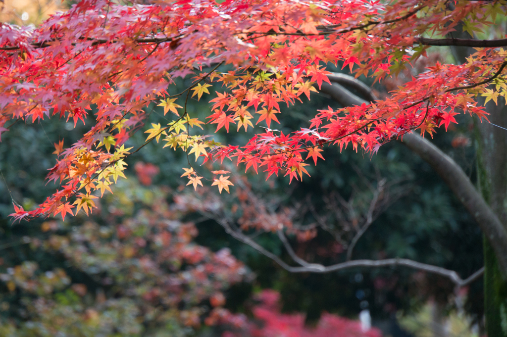 【ささぶねの道の紅葉】⑥20161120
