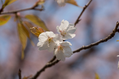 神代植物公園【桜：大寒桜】③20170319