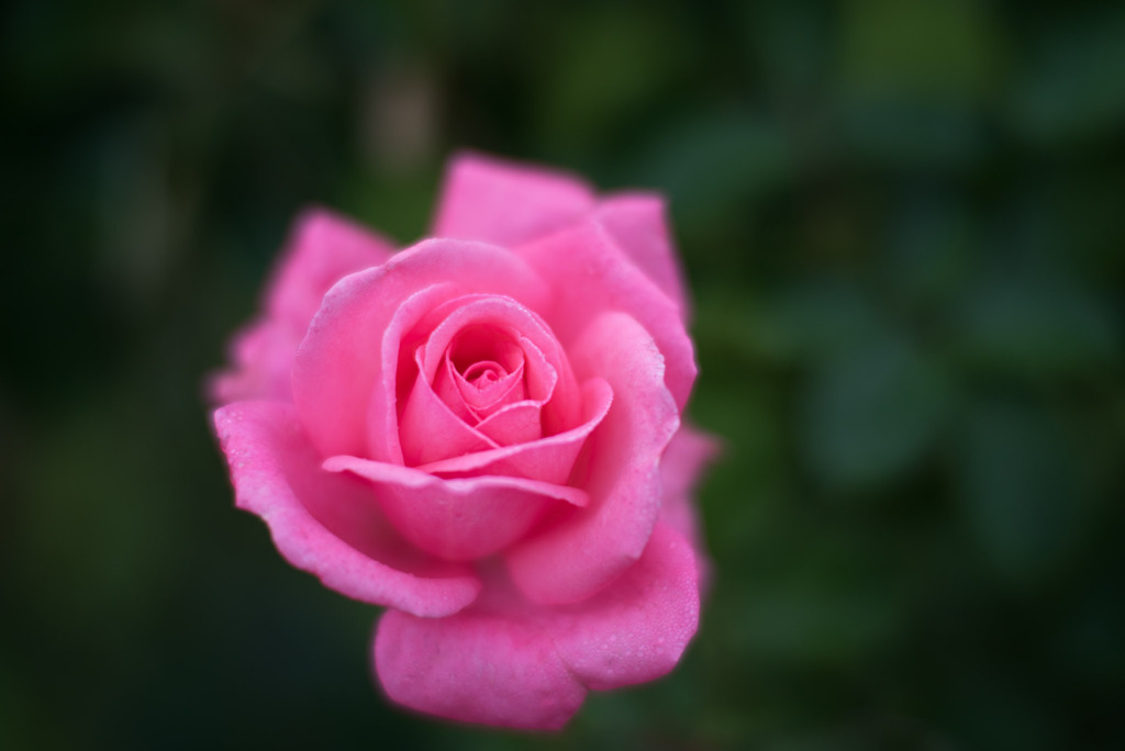 花菜ガーデン【秋バラ：芳純】20191027