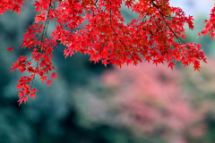 小石川後楽園【舟着付近の紅葉】④20241202