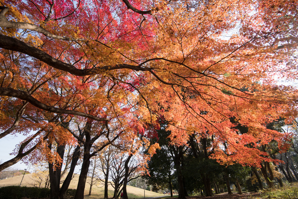 神代植物公園【自由広場の紅葉】⑨20201213