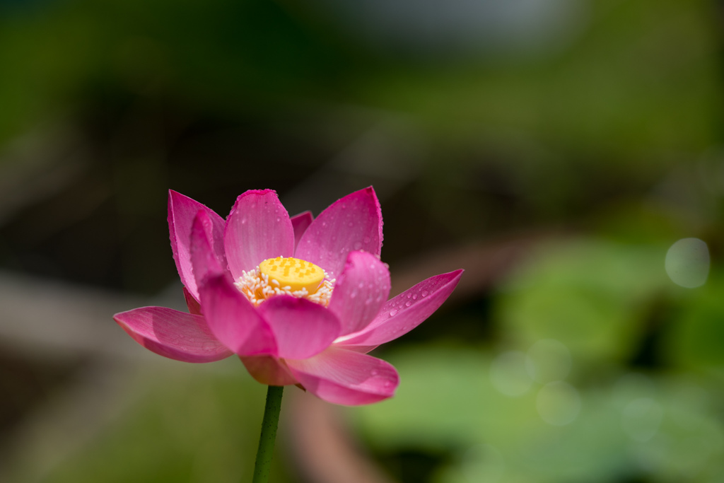 薬師池公園【蓮の花】20230613