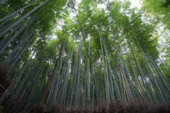 京都紅葉狩り【竹林の道】20201122