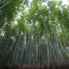 京都紅葉狩り【竹林の道】20201122