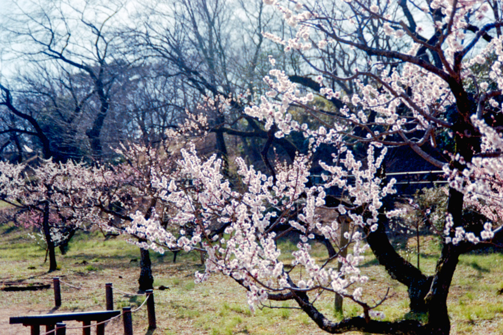 大倉山公園梅林【梅：豊後】①20230304銀塩NLP