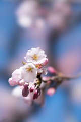 神代植物公園【神代曙のアップ】⑤20230319