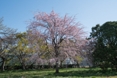 小石川植物園【桜：枝垂れ桜】20210323