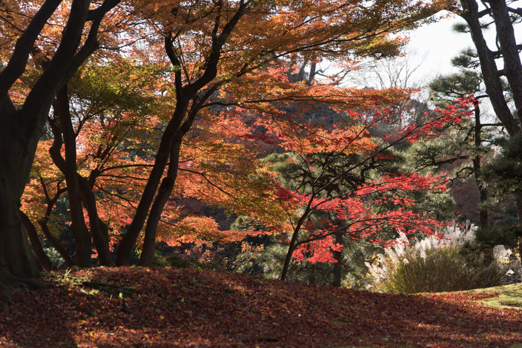 【小石川後楽園(丸屋付近の紅葉)】④20151212