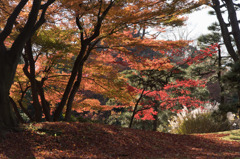 【小石川後楽園(丸屋付近の紅葉)】④20151212
