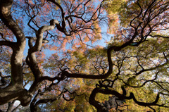 【新宿御苑(カエデ「手向山」)】①20151128