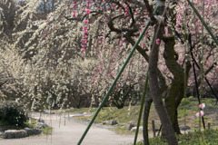 いなべ市梅林公園【満開の梅苑】⑥20190315