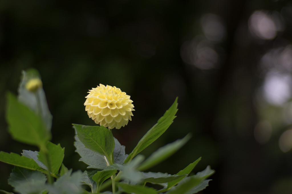 神代植物公園【ダリア：黄望】20210724