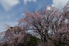 六義園【桜：枝垂れ桜】①20170402