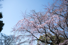 六義園【桜：枝垂れ桜】③20230314