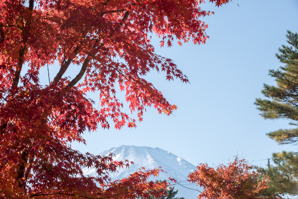 山中湖【富士山と紅葉】③20191117