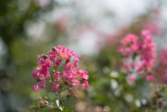 花菜ガーデン【ピンク色の百日紅】④20190818