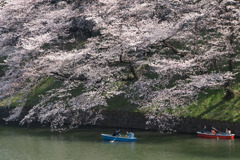【千鳥ヶ淵の桜】⑤20180325