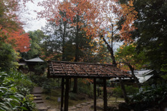 旧古河庭園【日本風の庭園】④20171126