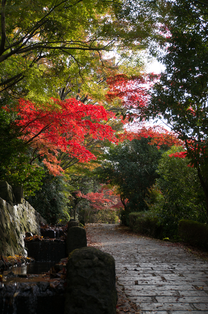 【ささぶねの道の紅葉】①20161120
