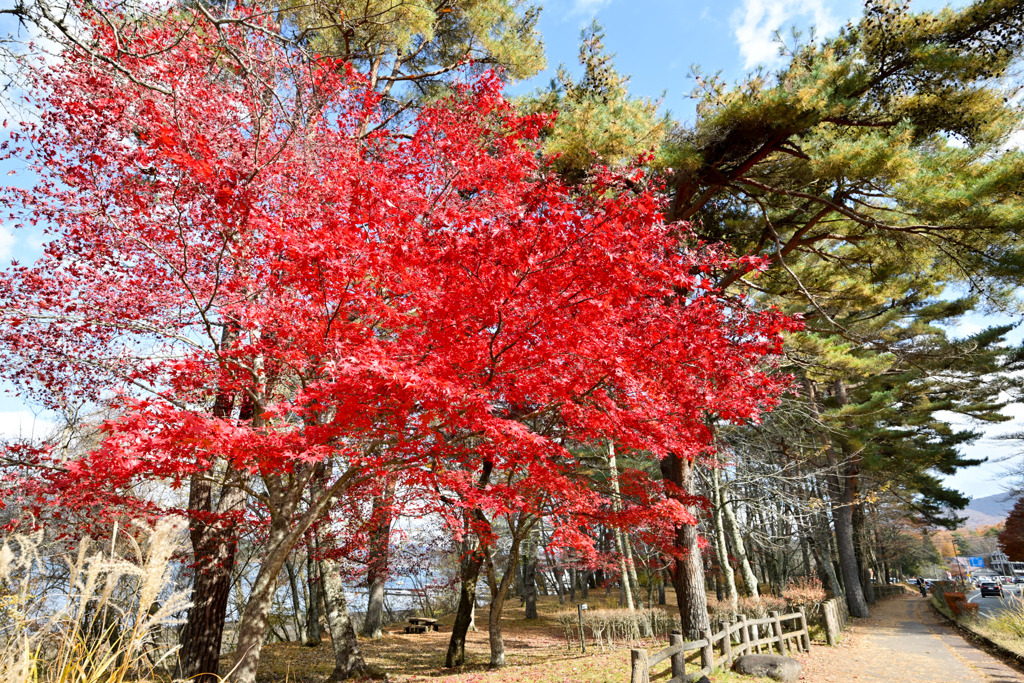 富士五湖の紅葉【山中湖】①20251116