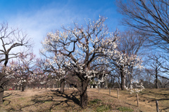 府中市郷土の森【早咲きの梅：八重野梅】①20220205