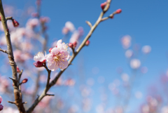 小田原フラワーガーデン【梅：紅冬至】①20170107