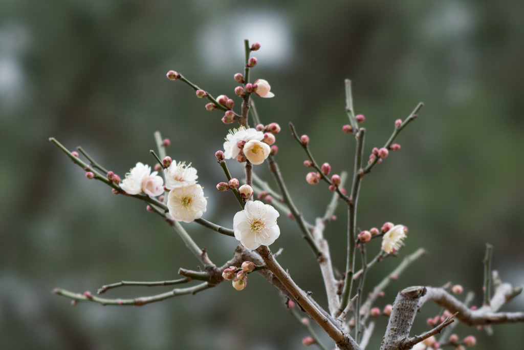 大倉山公園梅林【梅：玉垣】20190217