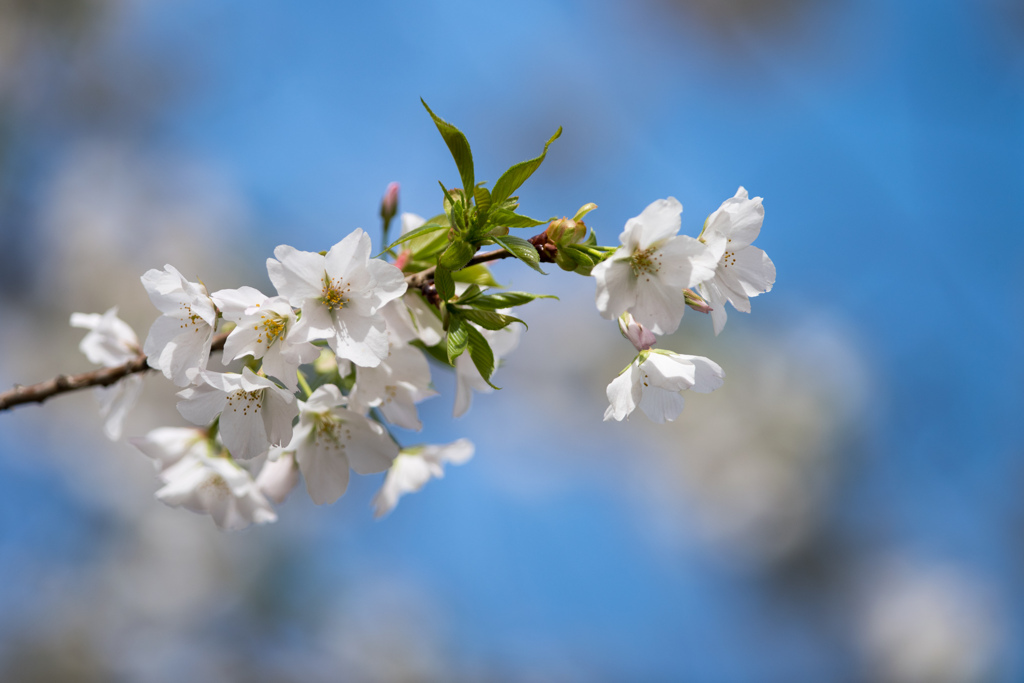 新宿御苑【桜：大島桜】①20230314