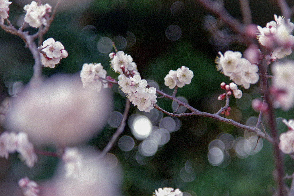 府中市郷土の森【梅の花：豊後】②20200224