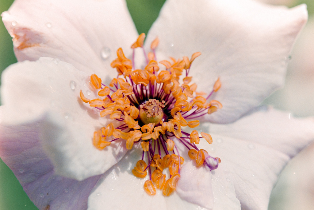 神代植物公園【薔薇：デンティ・ベス】20190728