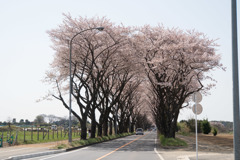 【海軍道路の桜並木】①20180331