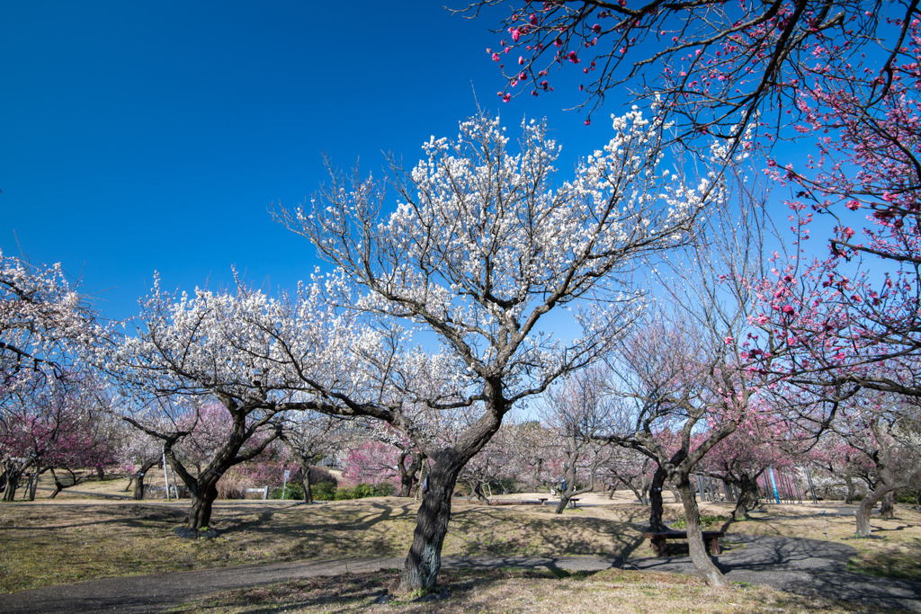 小田原フラワーガーデン【渓流の梅園：冬至】①20200208