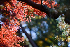 神代植物公園【築山のモミジ】20241203