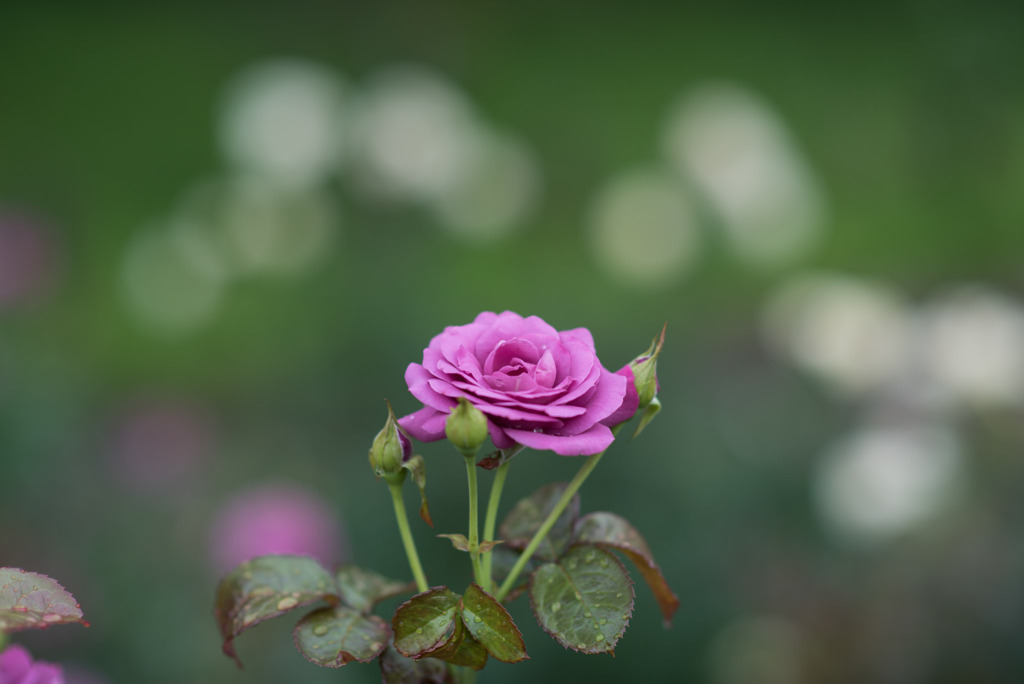 神代植物公園【薔薇：No2921】20190728
