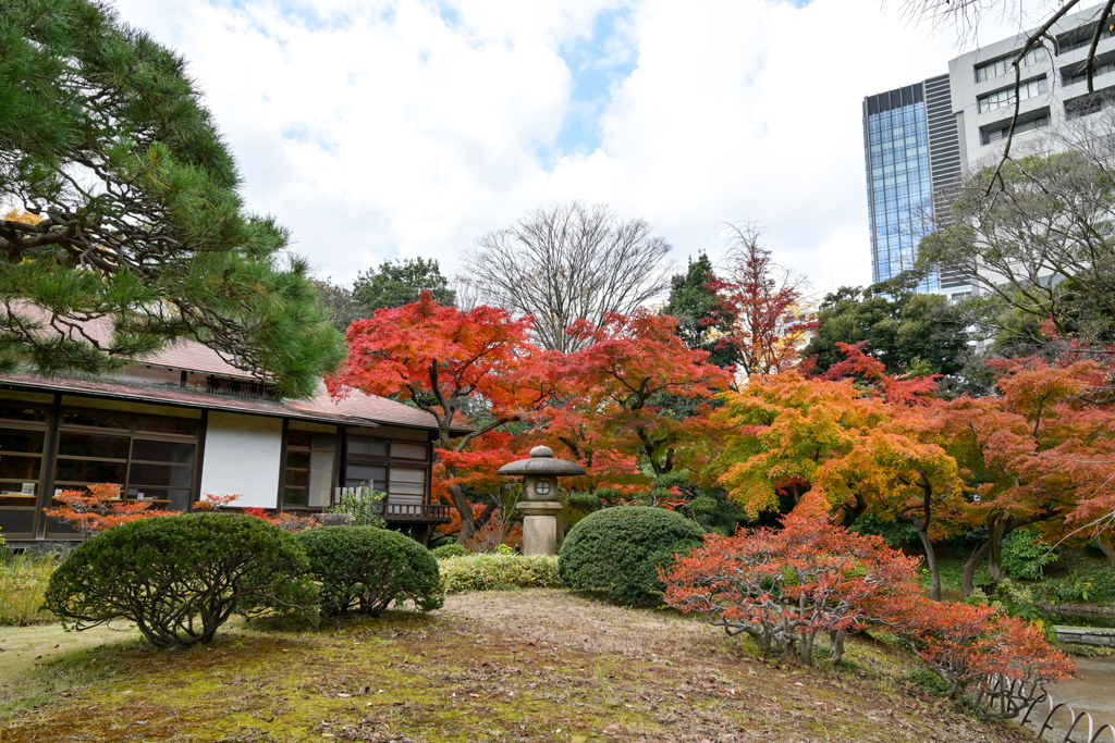 小石川後楽園【涵徳亭付近の紅葉】20241202
